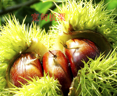 宽甸板栗