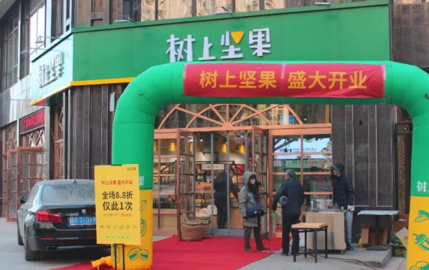 树上坚果