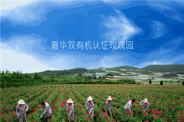 嘉华加盟店有多少？优势出众，无需担心客源