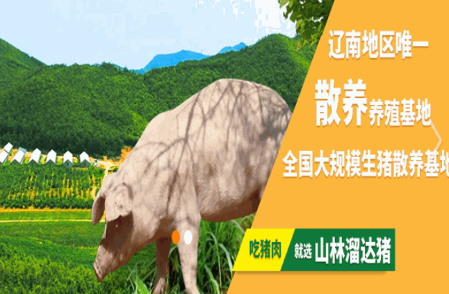 炮台山山林溜达猪