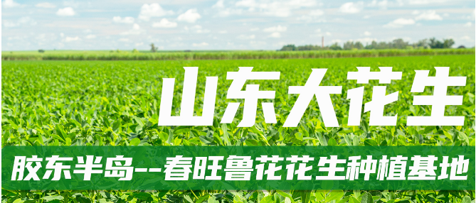 春旺花生