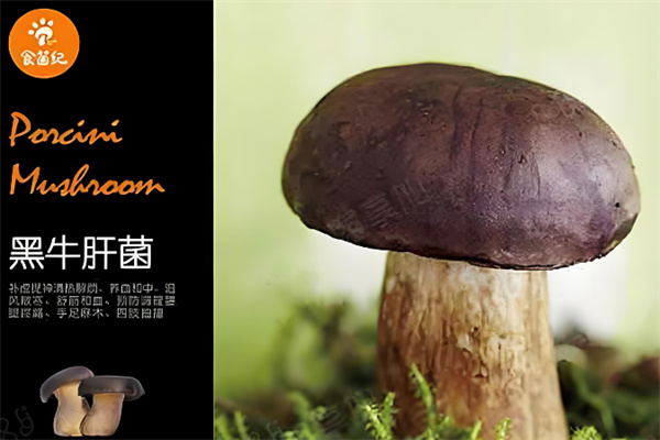 食菌纪
