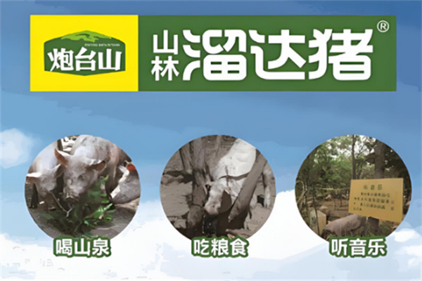 山林溜达猪