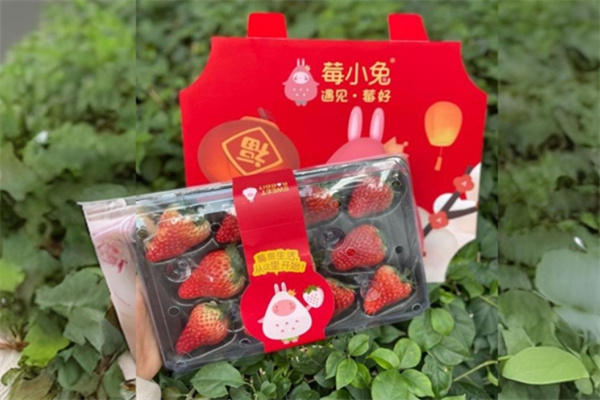 莓小兔