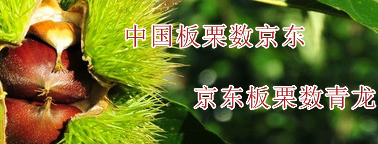 京东板栗