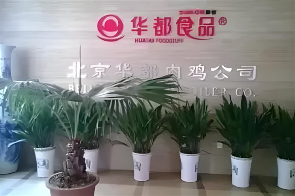 华都肉鸡