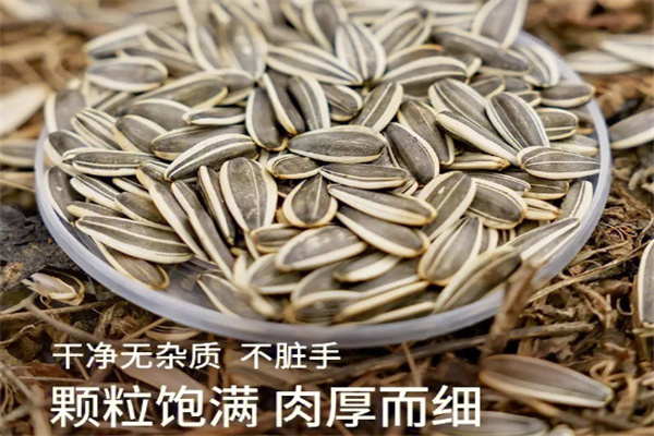 瓜子张食品