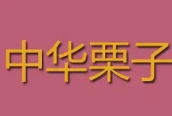 中华栗子