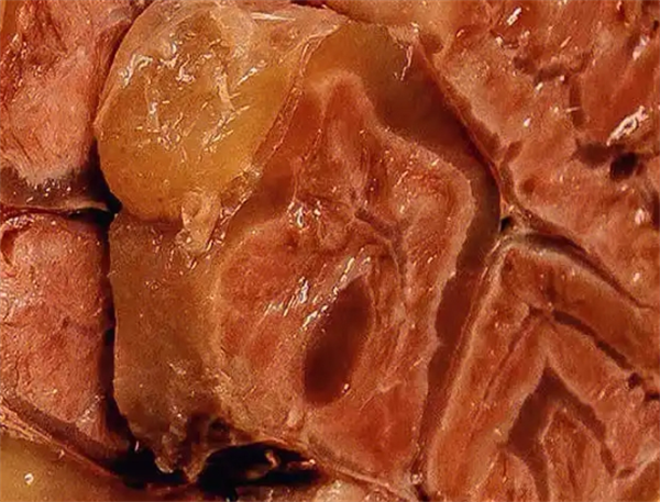 御道香老北京酱头肉