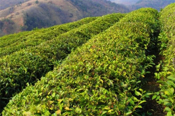 桐柏山野茶