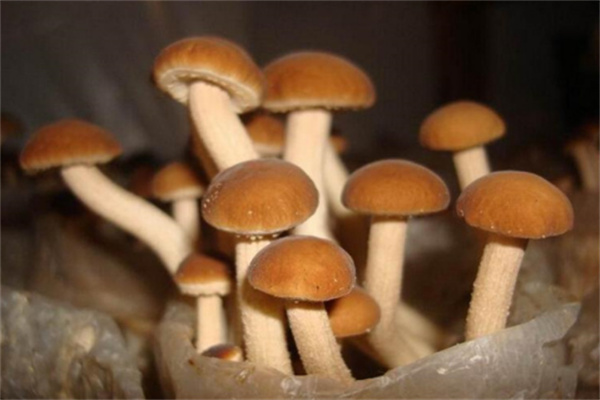 中盛永基食用菌