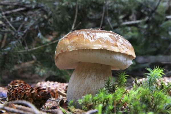 中盛永基食用菌