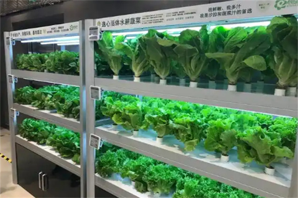 绿兔鲜生