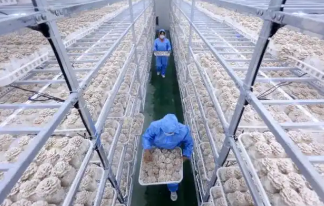 辛亮菌业