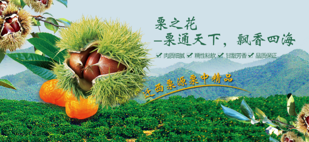 栗之花板栗